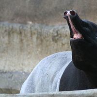 CompassionTapir