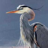 Blue Heron