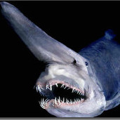 Goblin Shark