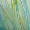 Bluestem