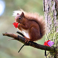 SparkleSquirrel