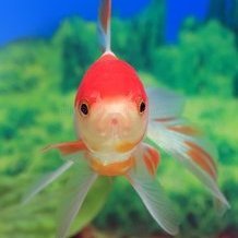 RainbowFish