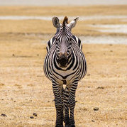 Lonely_Zebra