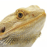 BeardedDragon89