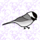 Chickadee_