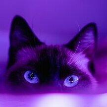 A purple cat