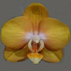 ochre_orchid