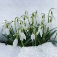 snowdrop0107