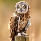 TheBardOwl