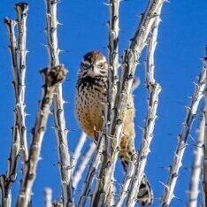 ocotilloandwren