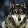 s_wolf