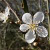 Blackthorn