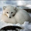 IceKitsune