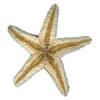 *Starfish*