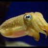 cuttlefish