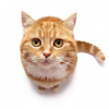 Marmalade_Cat