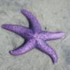 PurpleStarfish