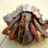 Hermit crabbies