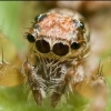 anomalous_spider