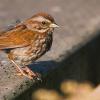little_bird