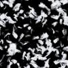 Feathers