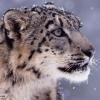 snowleopard12