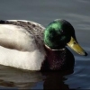 Duck_Duck
