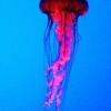 ~Jellyfish~