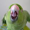 Flesh_Eating_Parrot