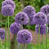 Alliums